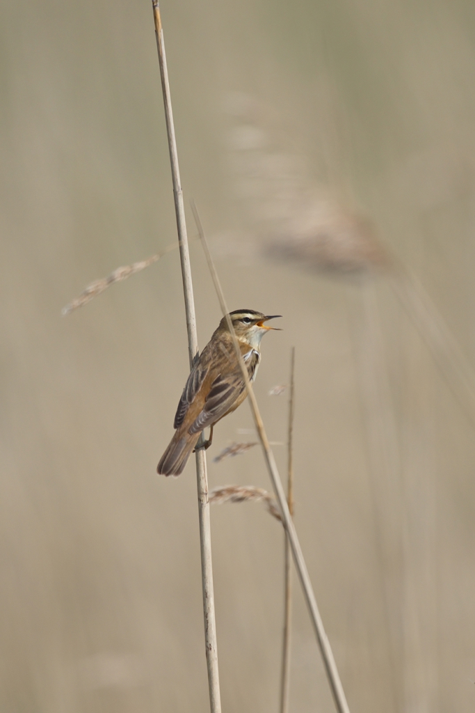 Sedge warbler, © Biopix N Sloth