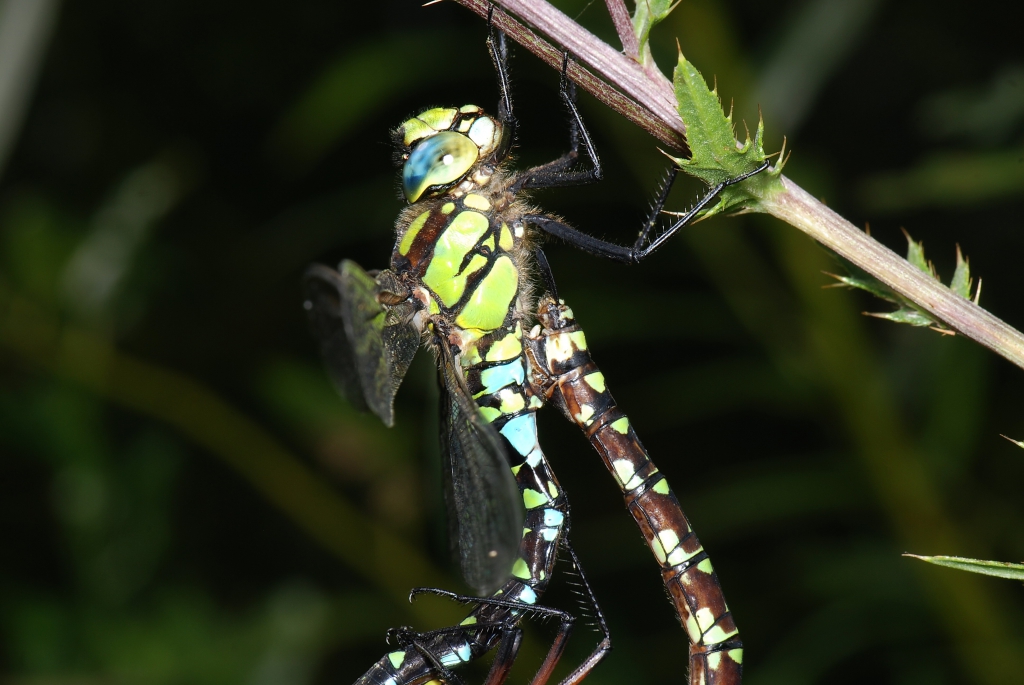 Großlibelle