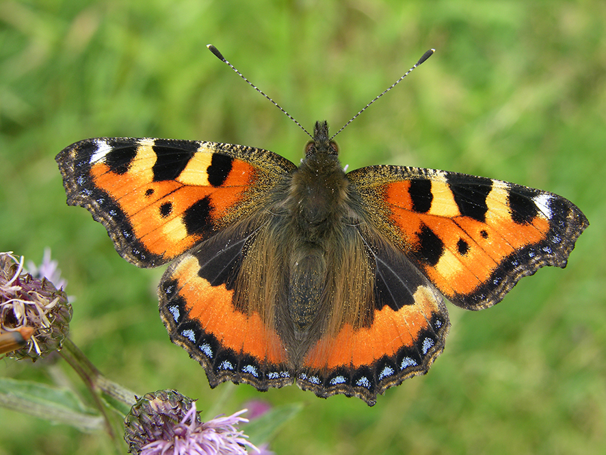 The small tortoiseshell butterfly