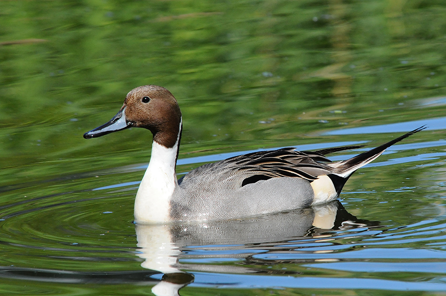 Northern pintail, © Biopix N Sloth