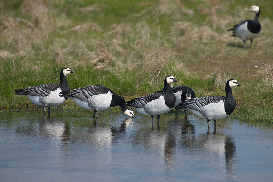 Barnacle goose. © Biopix N Sloth