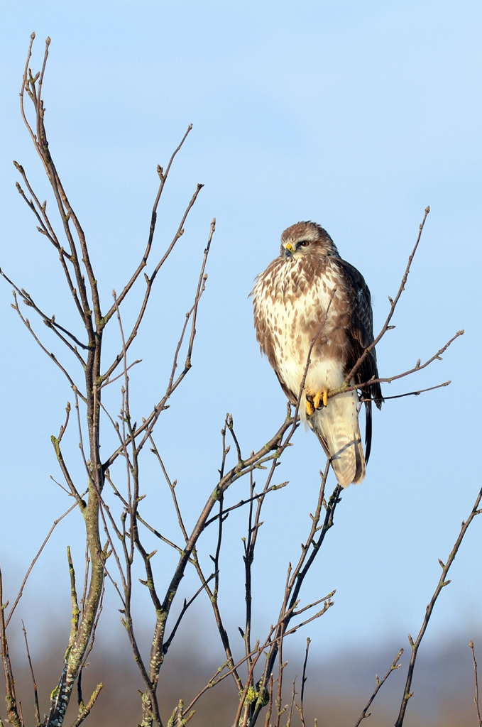 Common buzzard, © Biopix: N Sloth