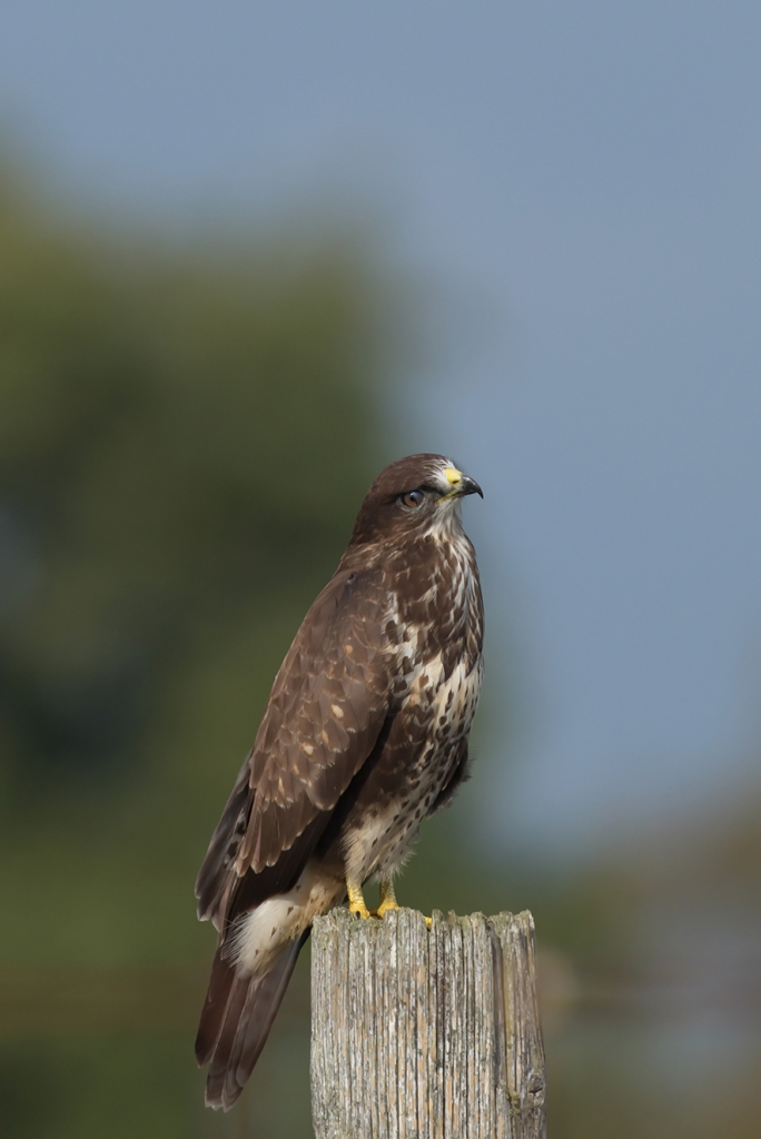 Common buzzard, © Biopix: N Sloth