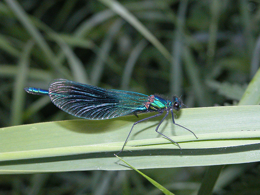 Banded Demoiselle