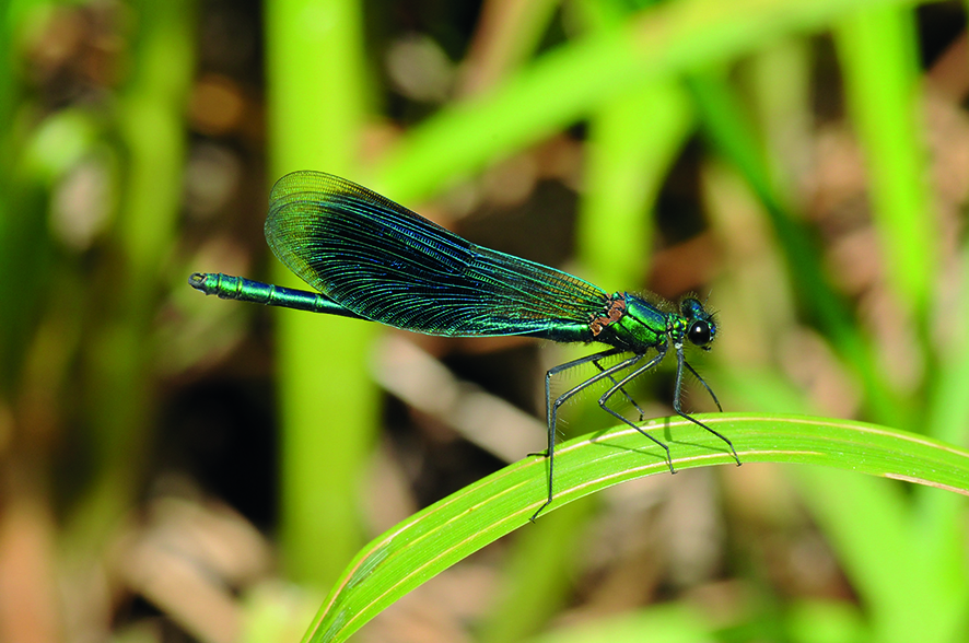 Banded Demoiselle