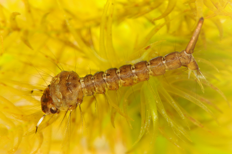 Die Larven der Stechmücke