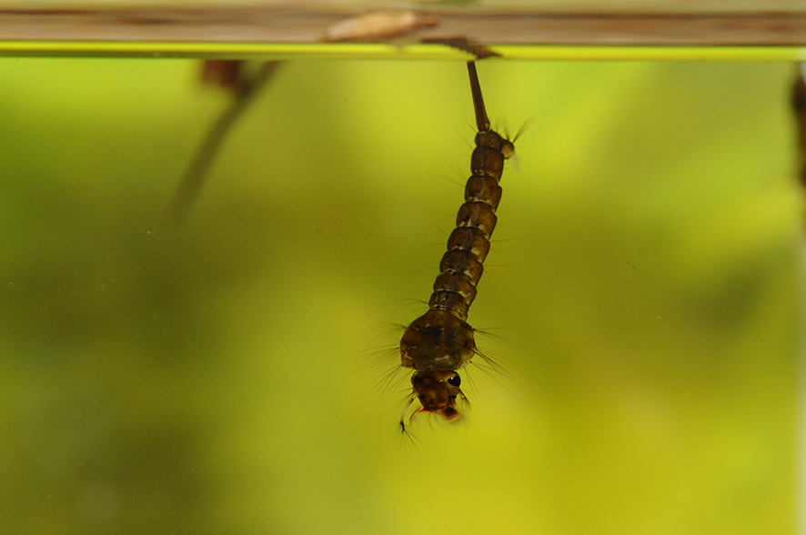 Mosquito Larvae