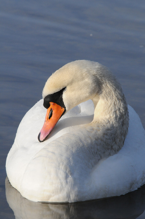 Höckerschwan