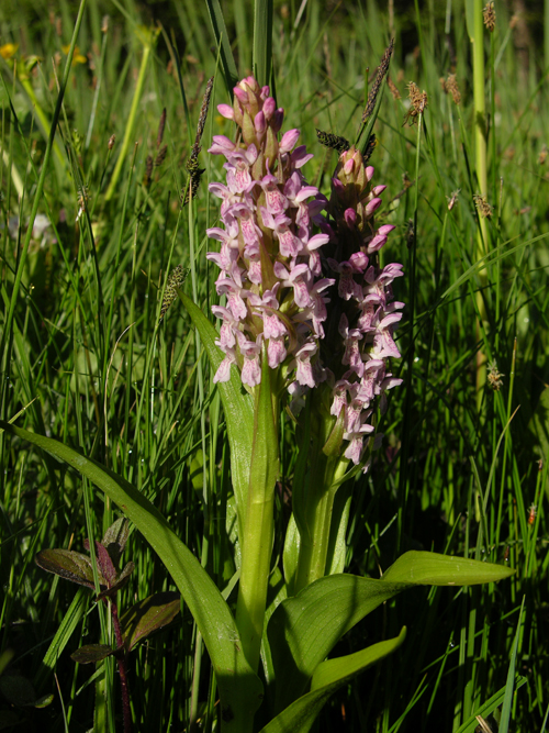 Kødfarvet Gøgeurt, Foto: Biopix