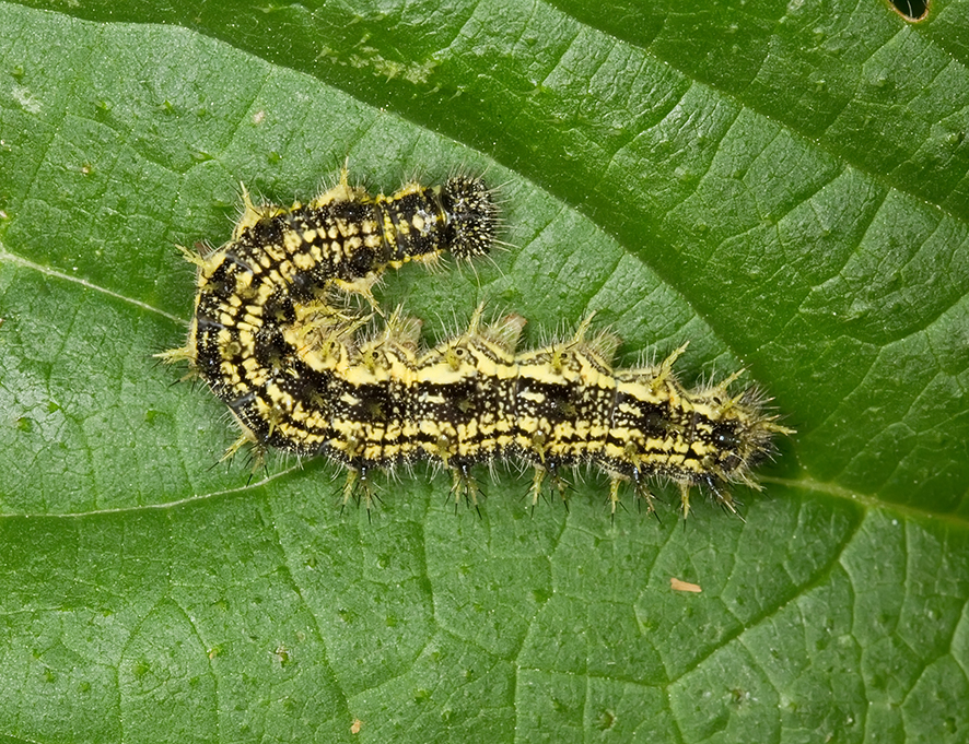 Larva of the small tortoiseshell butterfly