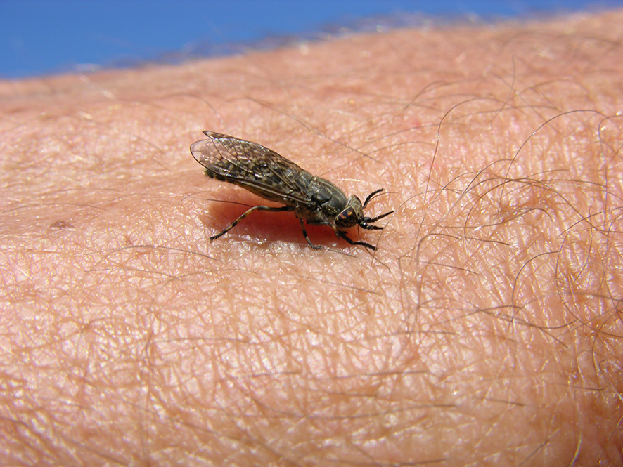 Notch-horned Cleg