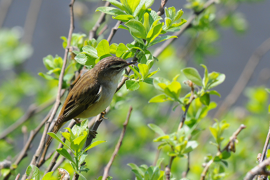 Sedge warbler, © Biopix JC Schou