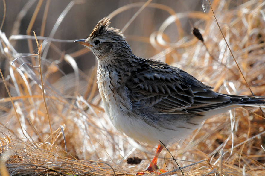 Eurasian skylark, © Biopix JC Schou