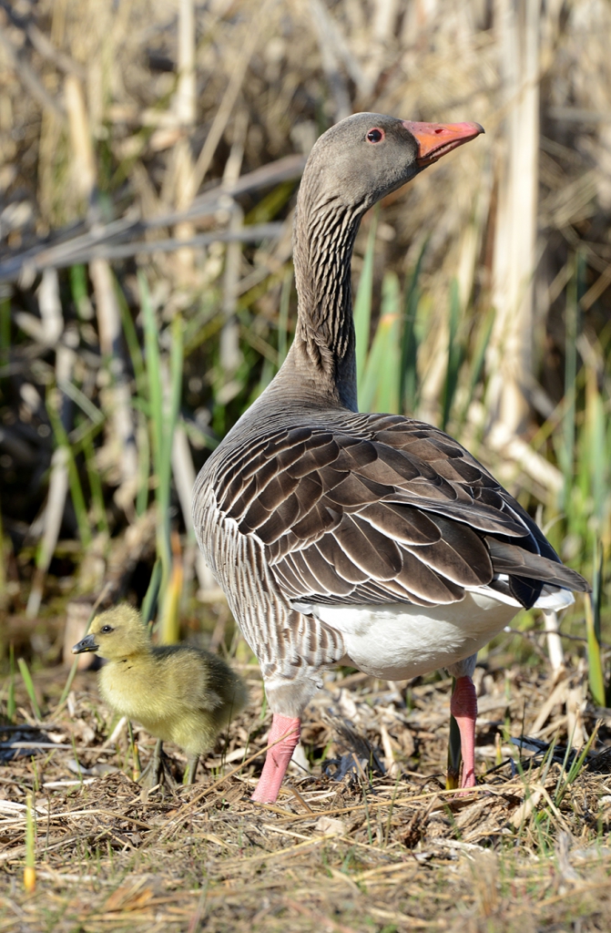  Greylag goose, © Biopix JC Schou