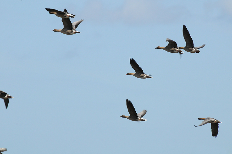 Pink-footed goose, © Biopix JC Schou