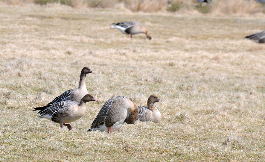 Pink-footed goose, © Biopix JC Schou