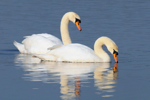 Höckerschwan