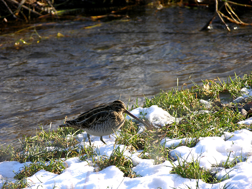 The common snipe, © Biopix: JC Schou