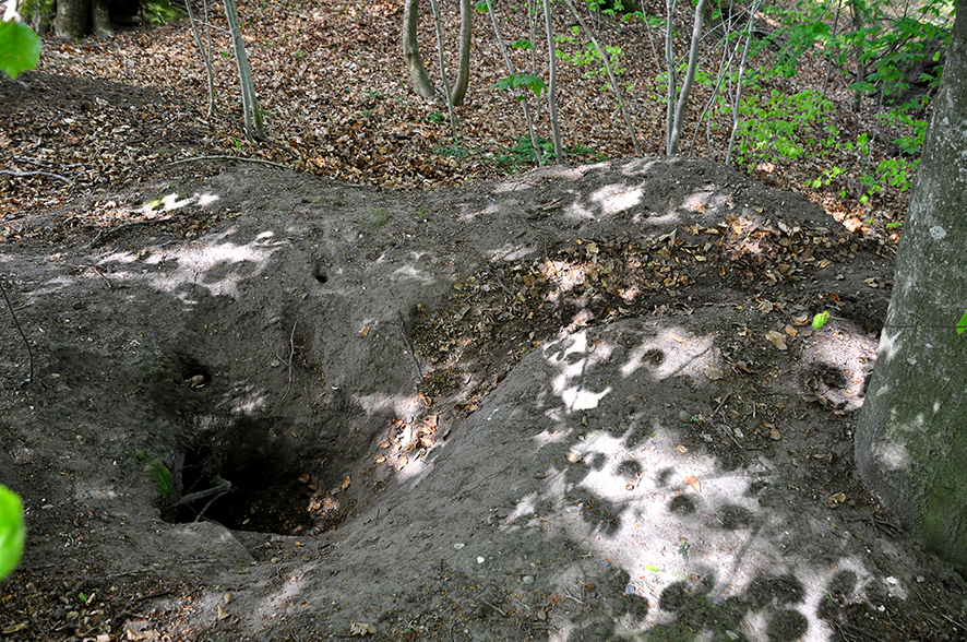 Indgangen til en grævlingegrav. Foto: Biopix JCS.