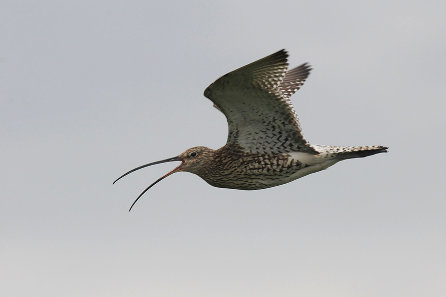 Eurasian curlew, © Biopix JC Schou