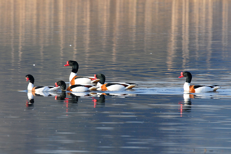 Common shelduck, © Biopix JC Schou