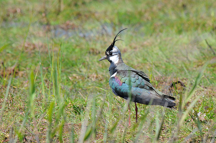 Northern lapwing, © Biopix JC Schou