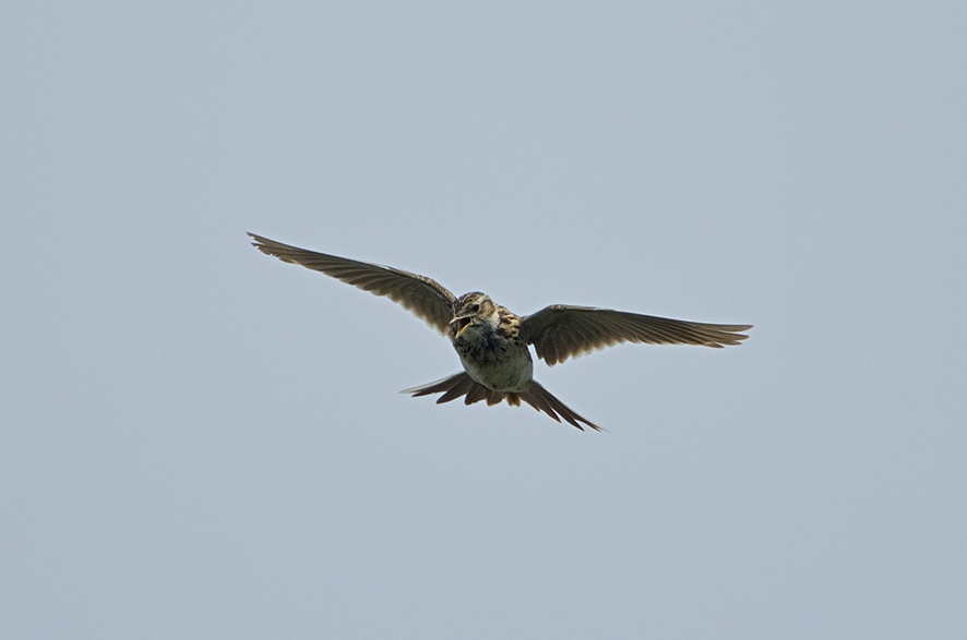 Eurasian skylark, © Biopix J Madsen