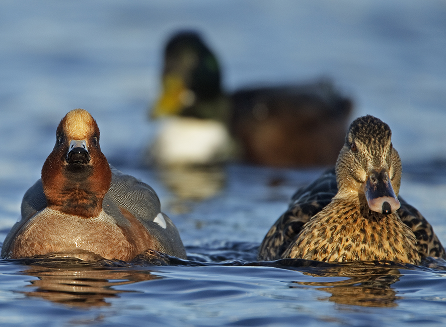 Widgeon, © Biopix J Madsen