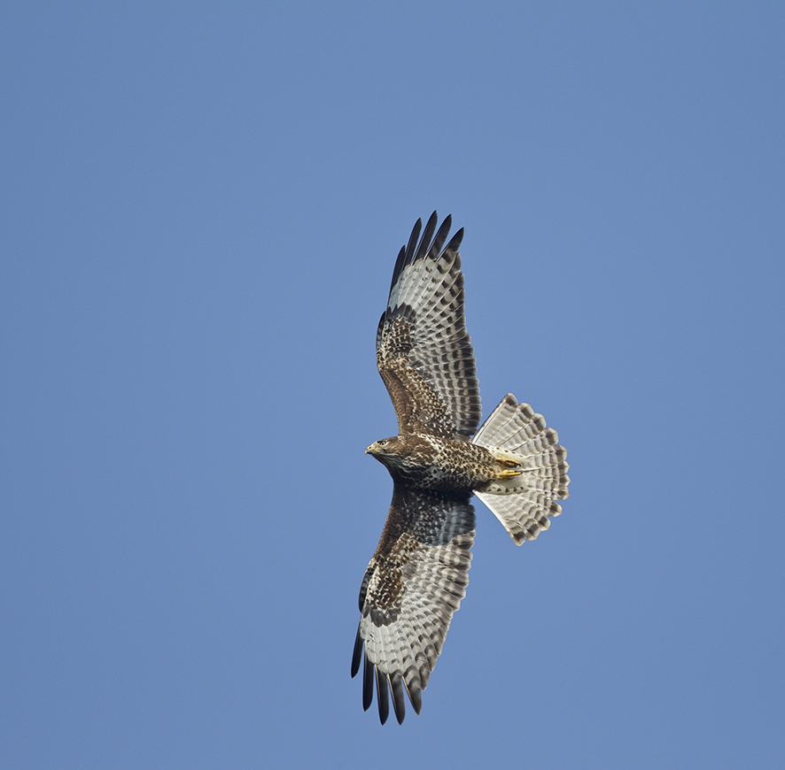 Common buzzard, © Biopix J Madsen