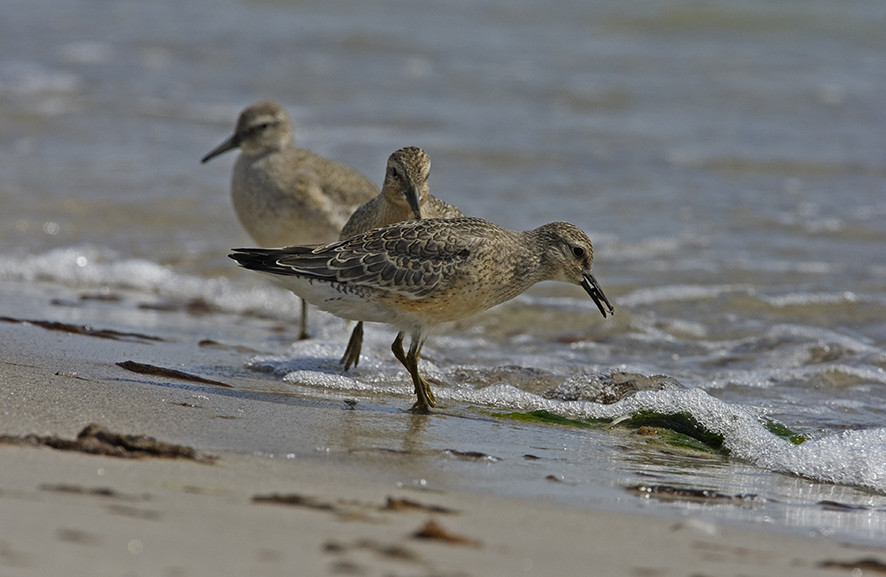 Alpenstrandläufer. © Biopix J Madsen