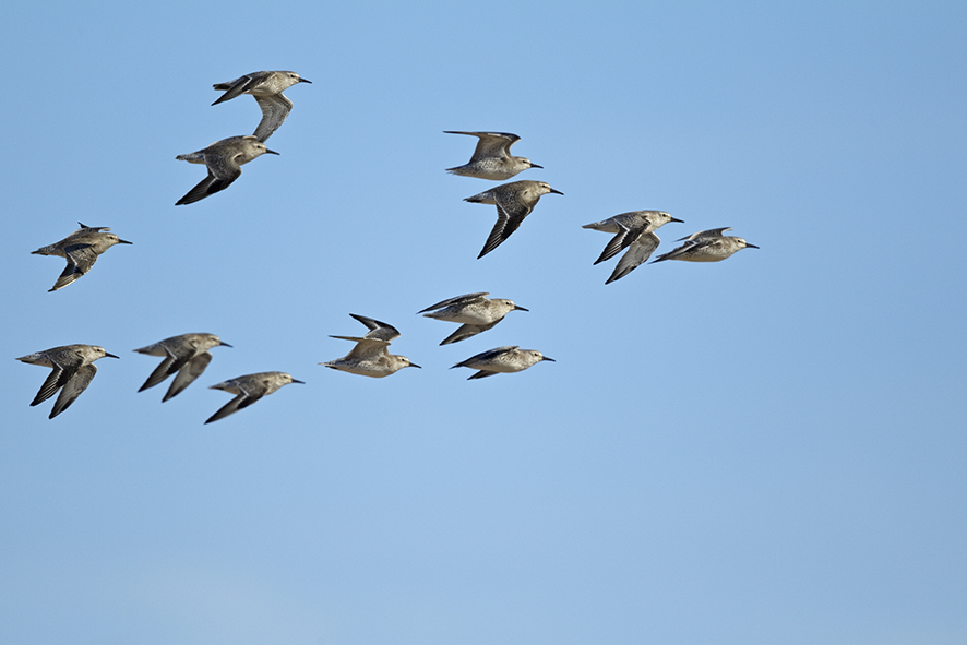 Dunlin. © Biopix J Madsen