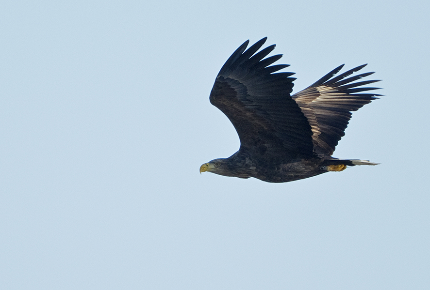 The white-tailed eagle, © Biopix J Madsen