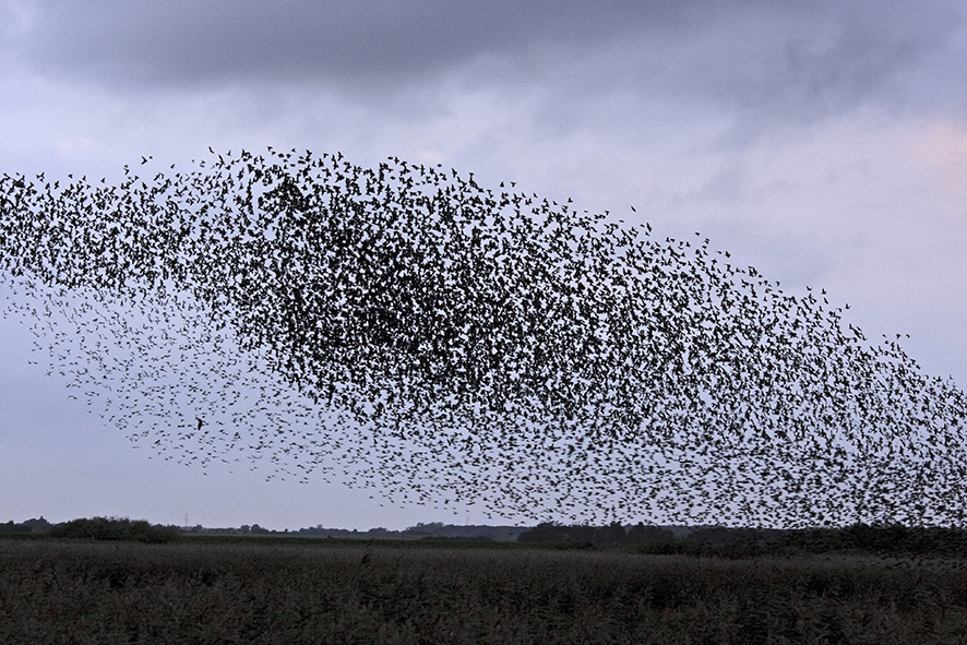 Flock of starlings, © Biopix J Madsen