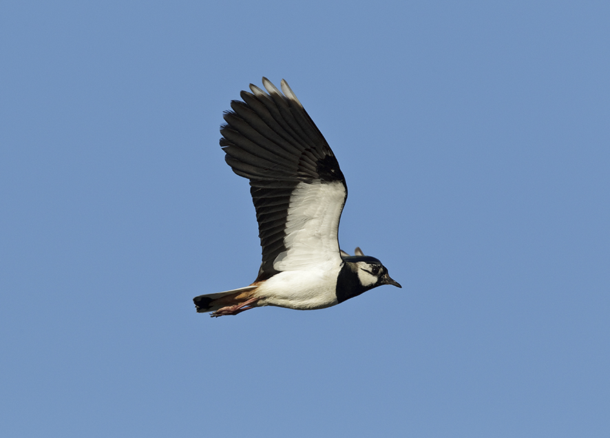 Northern lapwing, © Biopix J Madsen