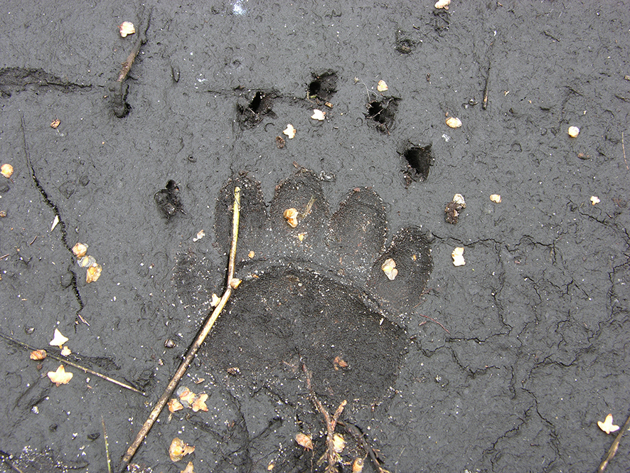 The badger’s footprint