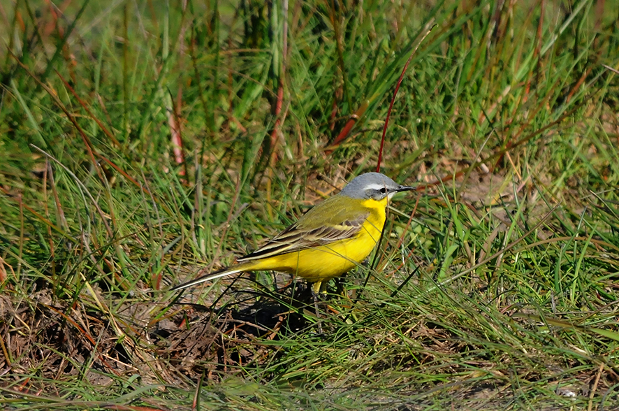 Western yellow wagtail, © Biopix N Sloth