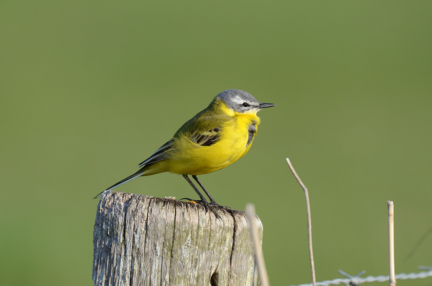 Western yellow wagtail, © Biopix N Sloth