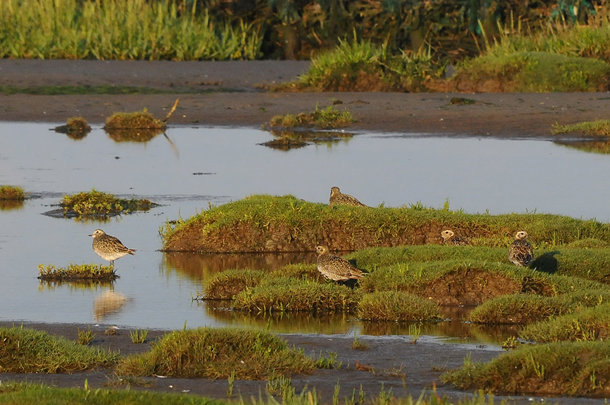 Golden plover, © Biopix N Sloth