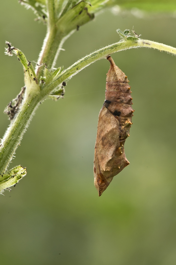 The pupa of small tortoiseshell butterflies