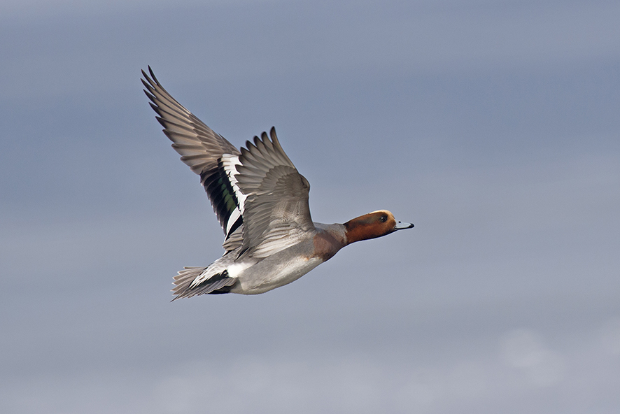 Widgeon, © Biopix SD Lund