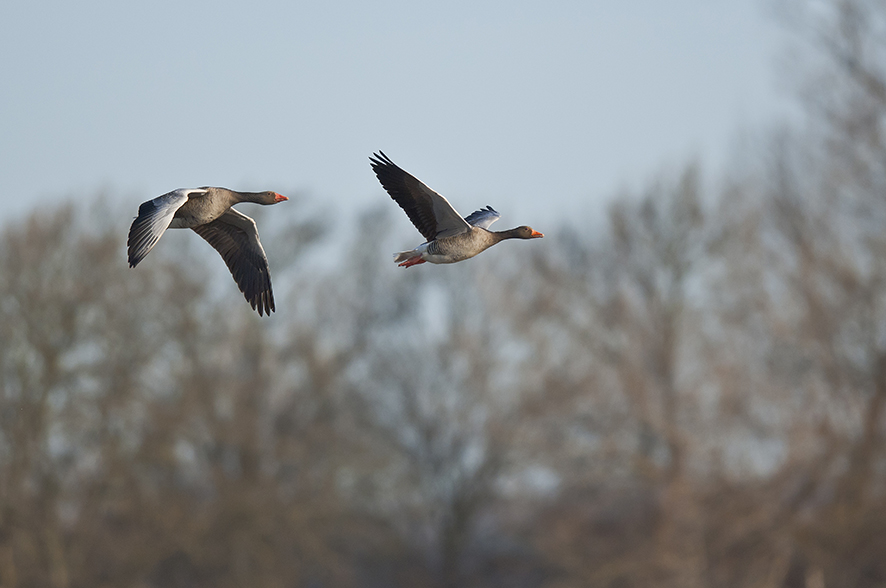 Greylag goose, Game know-how