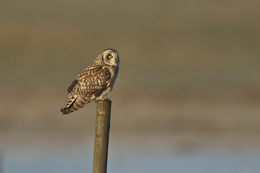 Short-eared owl, © Biopix SD Lund