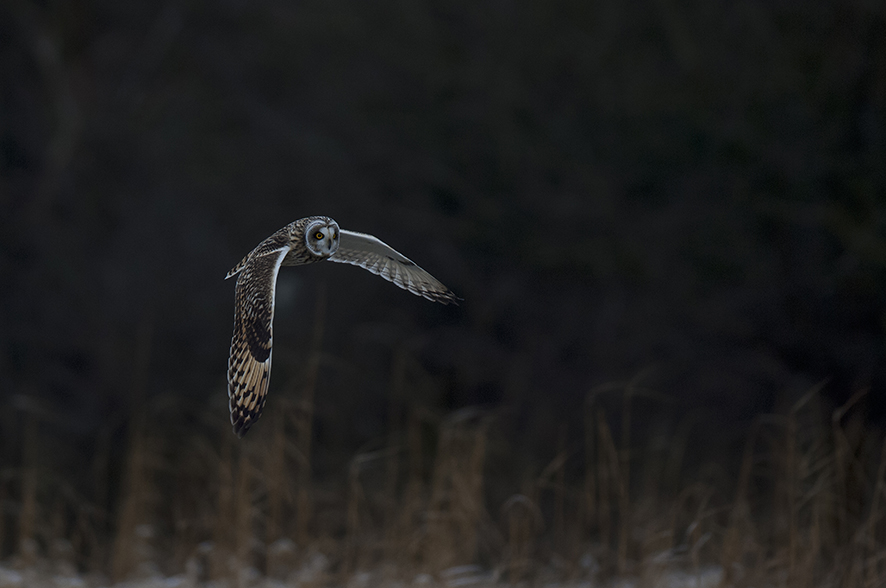 Short-eared owl, © Biopix SD Lund