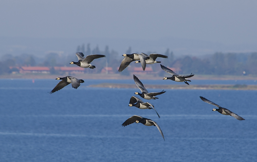 Barnacle goose. © Biopix SD Lund