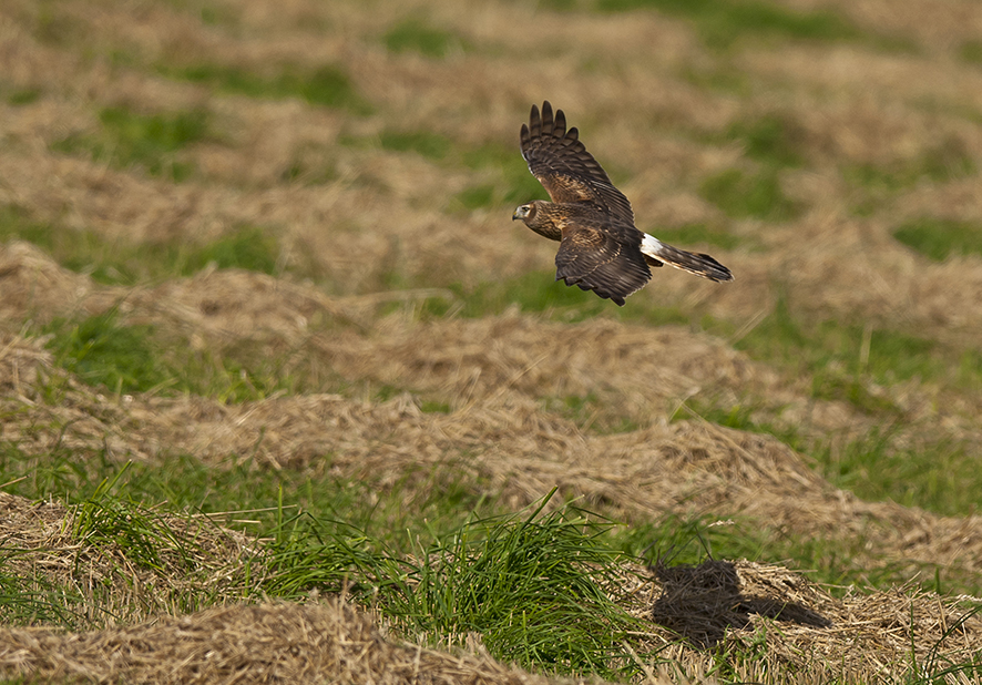 Northern harrier, © Biopix SD Lund