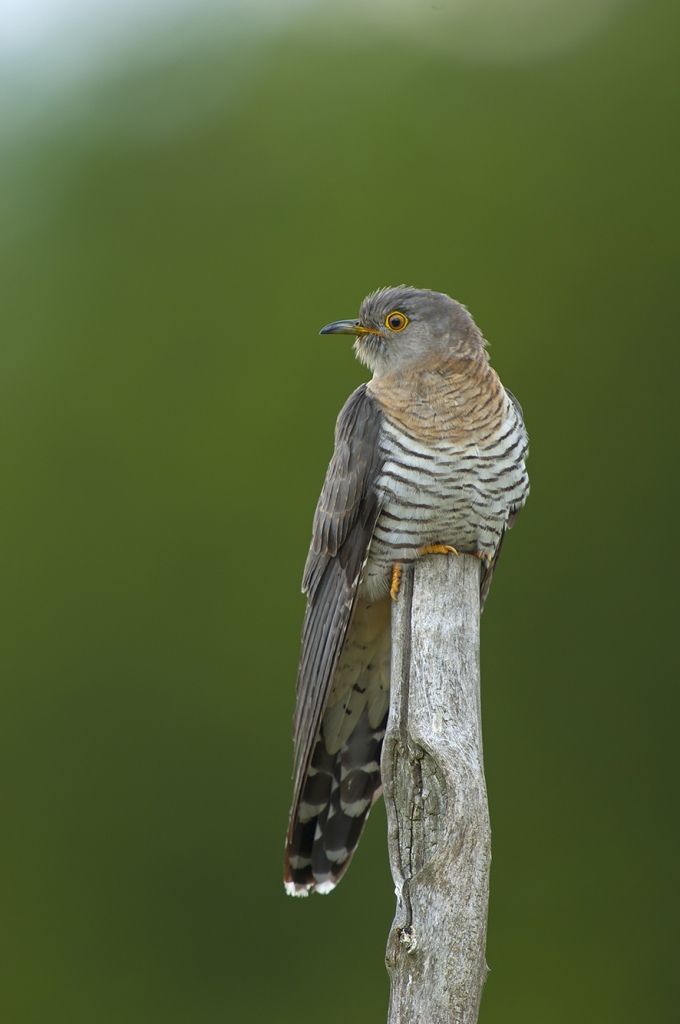 Cuckoo, © Biopix SD Lund