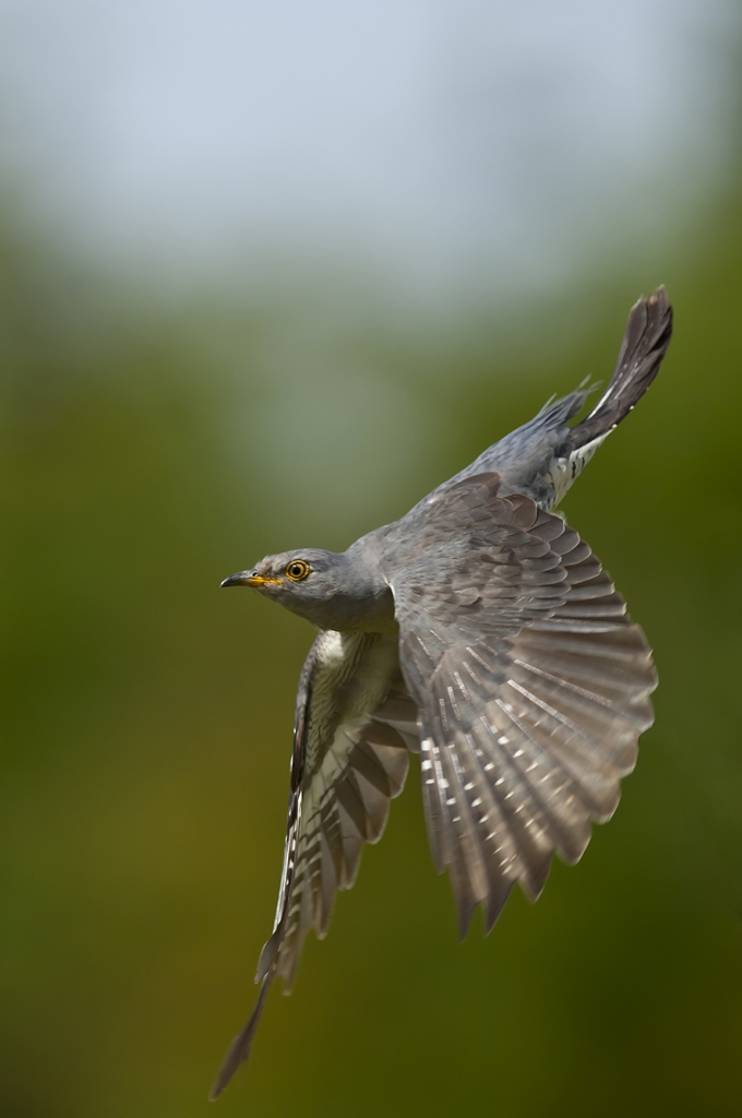 Cuckoo, © Biopix SD Lund