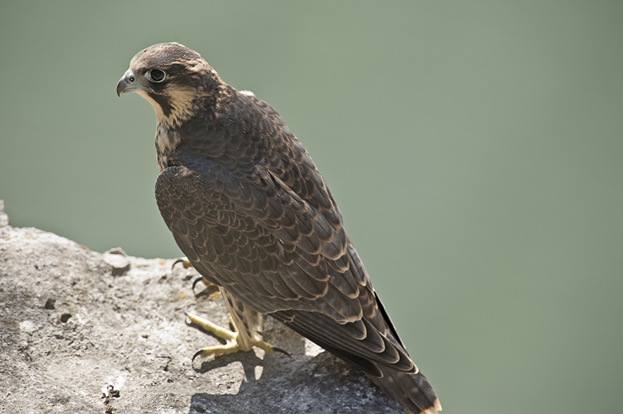 Peregrine falcon, © Biopix SD Lund