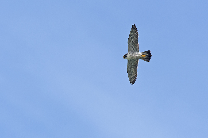 Peregrine falcon, © Biopix SD Lund