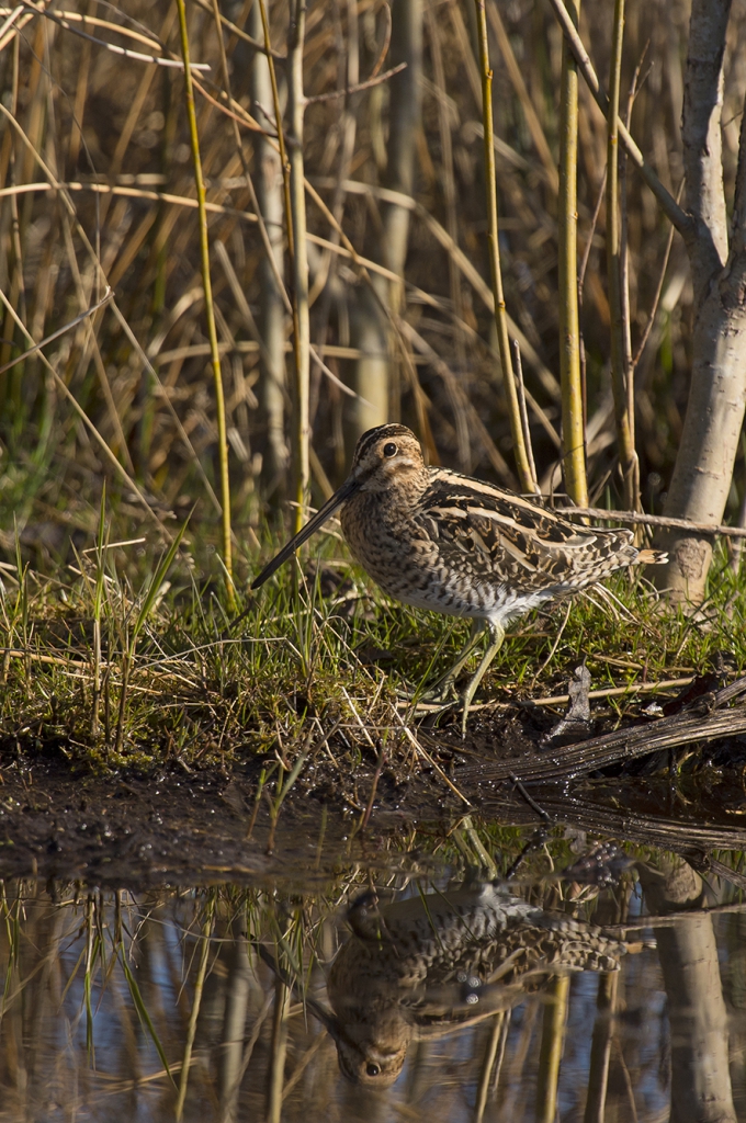 The common snipe, © Biopix SD Lund